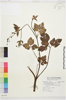 藏品(水辣菜、禺毛茛)的圖片