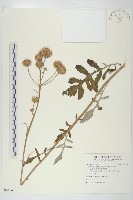 藏品(泥胡菜)的圖片