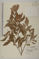 藏品(福建賽衛矛、福建假衛矛)的圖片