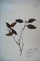 藏品(高山莢迷)的圖片