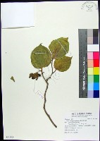 藏品(菲律賓朴樹)的圖片