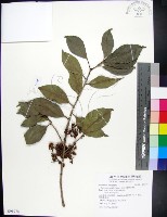 藏品(蘭嶼赤楠)的圖片