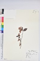 藏品(金毛杜鵑)的圖片