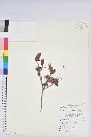 藏品(金毛杜鵑)的圖片