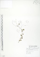 藏品(蛇莓、地莓、龍吐珠)的圖片