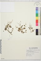 藏品(鹿場毛茛)的圖片