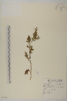 藏品(茯苓菜)的圖片