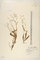 藏品(兔仔菜)的圖片