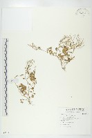 藏品(焊菜)的圖片