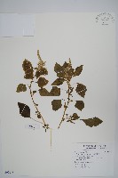 藏品(凹葉野莧菜)的圖片