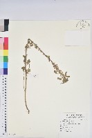 藏品(鐵莧菜)的圖片