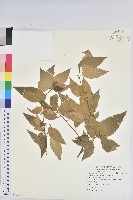 藏品(恆春鐵莧)的圖片