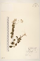 藏品(一枝香)的圖片