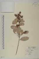 藏品(綠紐樹)的圖片
