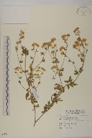 藏品(油菊)的圖片