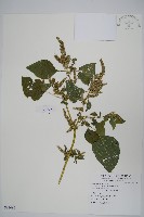 藏品(青莧)的圖片