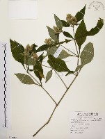 藏品(臺灣鱗球花)的圖片