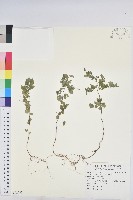 藏品(五蕊油柑)的圖片