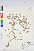 藏品(假葉下珠)的圖片