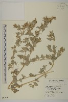 藏品(馬氏濱藜)的圖片