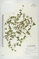 藏品(垂果瓜)的圖片