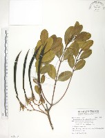 藏品(水筆仔)的圖片