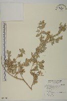 藏品(馬氏濱藜)的圖片