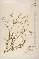 藏品(銀膠菊)的圖片