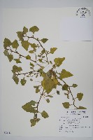 藏品(番杏)的圖片