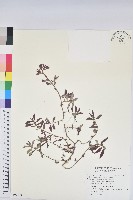 藏品(飛揚草)的圖片