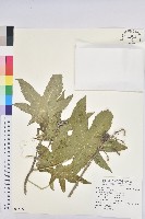 藏品(蓖麻)的圖片