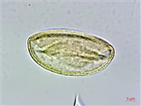 藏品(霧社山櫻花)的圖片