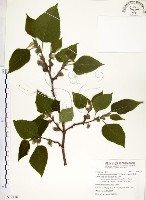 藏品(構樹)的圖片