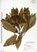 藏品(大葉楠)的圖片