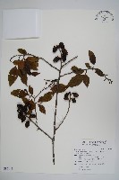 藏品(臺灣赤楊、臺灣榿木)的圖片