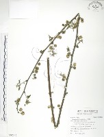 藏品(小構樹)的圖片