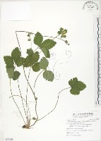 藏品(蛇莓、地莓、龍吐珠)的圖片