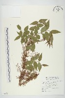 藏品(臺灣馬桑)的圖片