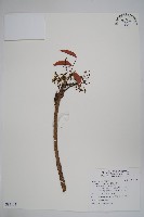 藏品(木蠟樹、山漆)的圖片