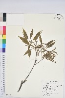 藏品(青剛櫟、鐵椆)的圖片