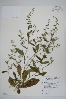 藏品(盾果草)的圖片