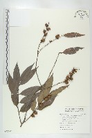 藏品(軟毛柿)的圖片