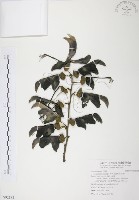 藏品(血藤、青山籠)的圖片