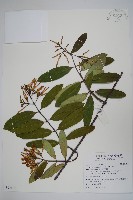 藏品(大錦蘭)的圖片