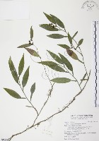 藏品(柚葉藤)的圖片