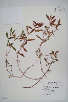 藏品(蓮子草)的圖片