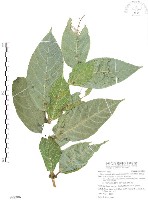 藏品(對葉榕)的圖片