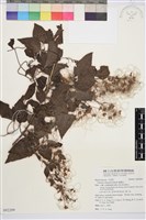 藏品(威靈仙)的圖片