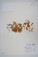 藏品(安旱草)的圖片