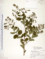 藏品(九芎)的圖片